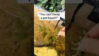 The Story of my Pet Bass