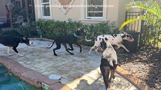 Excited Funny Great Dane Six Pack Reunites For Annual Florida Vacation