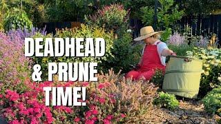 Working in the Garden: Deadheading, Pruning & Cleaning Things UP!