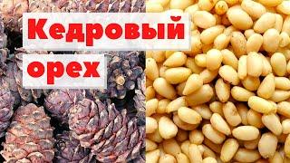 Кедровые орехи | Как это сделано | Pine nuts