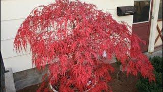 GARNET JAPANESE MAPLE