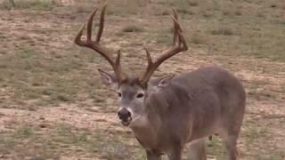 Double Down™ Deer Feed TV Commercial | South Texas Monster Low Fence Bucks