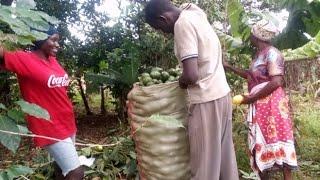 GREEN GOLD||THIS IS REALRURAL AFRICAN VILLAGE LIFE|HUSTLING,FARMING AND LIVING OF THE LAND  IN KENYA