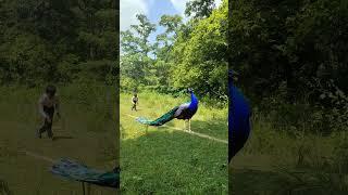 The VFX of the Peacock: Nature's Most Extravagant Creature #peacock #trending #shorts #viral #vtr