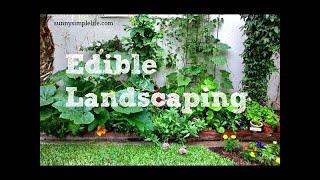 Edible Landscaping My Front Yard 2022