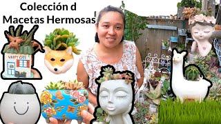 Mi Colección de Macetas Coquetas#suculentas #gardening #jardineria #garden #jardin
