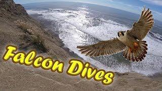 ~ Attacked by a Diving Falcon! ~ FPV Freestyle