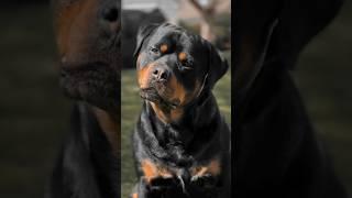 Rottweiler #capcut #edit #rottweiler #rollseditz #videoedits60