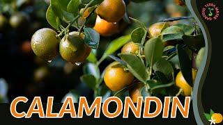 CALAMONDIN Information and Growing Tips! (Citrus × microcarpa)