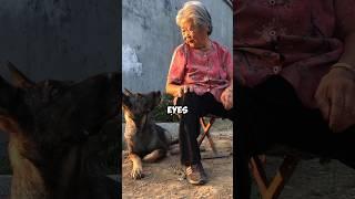 Puppy guarding grandma. #animals #unbelievablepets #pet #shortvideo #healing #puppy #love  #shorts