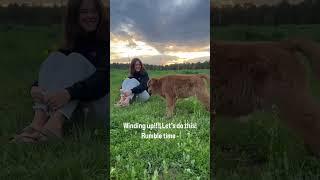 Kevin - aka wild thing. #homestead #cow #minicow #trendingshorts #homesteading #love #happy #joy