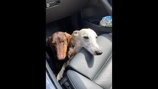 Whippet+Bullterrier+Dachshund