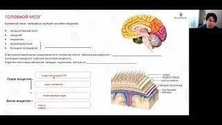 Лекция 40  Головной мозг