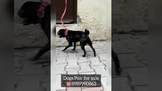 Vodafone Dog Pair in Black Hutchison Essar Cross Breed #Dogsforsale #viralshort #youtubeshort #pets