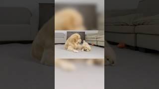 Golden Retriever Dad Tells Son Playtime Is Over