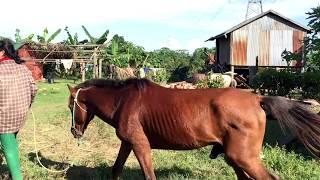 A Girl And A Horse at Horse Farm| Horse training | How to teach your horse to lay down ( part 3 )