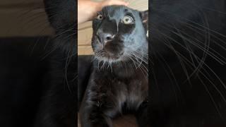 Purring panther 