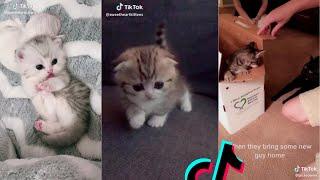 tik toks cat funny compilation