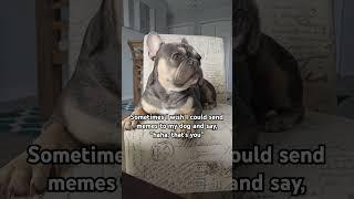 Can dogs understand memes? #dog #frenchbulldoglove #bulldog #funny #frenchbulldog #memes #puppy