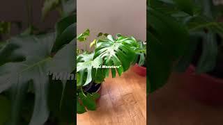 Monstera varieties you should adopt in your home. #Monstera #plants #Plantlife