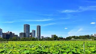 Live Saturday Tokyo Walk - Ueno to Yanaka