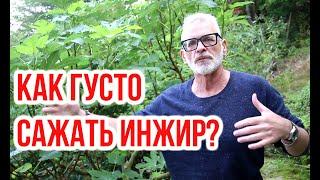 Как густо сажать инжир? Схемы посадки инжира / Игорь Билевич