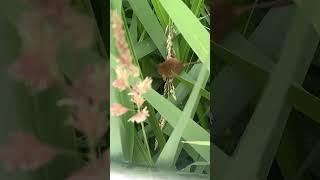 Очень странная муха #рекомендации #mouse #Полевка