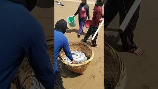 dedel jareng, di pantai blado munjungan trenggalek,rejekine wong ndeso