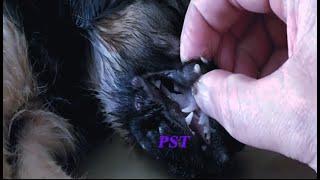 Removing Monster Mango worms From Helpless Dog! Animal Rescue Video 2022