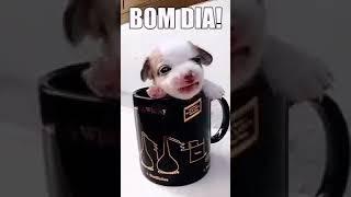 Bom dia