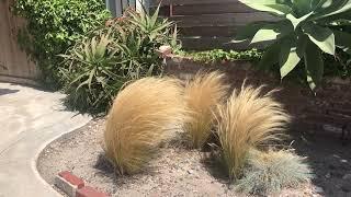 Mexican Feather Grass Waving In Slo-Mo