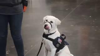 PATRIOT PAWS - Summer workshop 2019