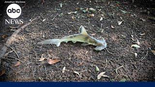 Hammerhead shark falls from sky onto South Carolina disc golf course