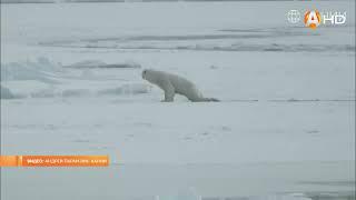 27 февраля   Международный день полярного медведя