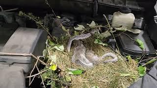 Found baby squirrels in 2018 toyota highlander