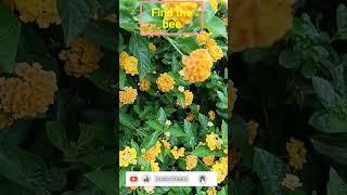 "Buzzing Bonanza: The Great Bee Hunt in the Garden!"