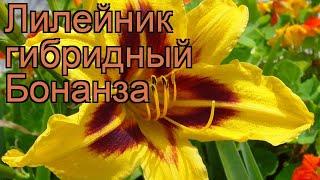 Лилейник гибридный Бонанза (hemerocallis)  Бонанза обзор: как сажать, рассада лилейника Бонанза