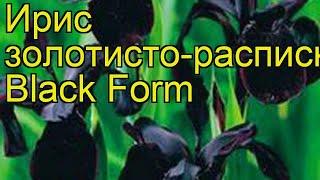 Ирис золотисторасписной Блэк Форм. Краткий обзор, описание iris chrysographes Black Form