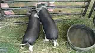 Vietnamese pigs at Arlington County Fair