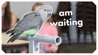 Zazu the Red Bellied Parrot Learning to WAIT!