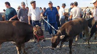 Jizzah viloyati Ģallaorol mol bozori semiz boqma va yosh buqalar narhlari 12.07.2024yil