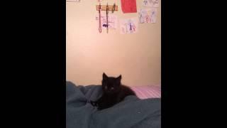 Tirzah #1