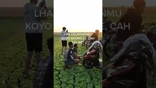 KELAKUANMU KOYO NGONO LE #fypシ #fypp #trend #trending #videoshort #shorts #fypシ゚viral #viral