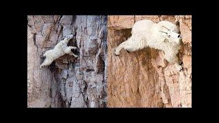 MOUNTAIN GOATS - These Creatures Don’t Care About The Laws Of Physics Despite Their Hooves