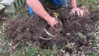 Deer skull buried for 9 months hows it look??