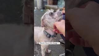 The dog before and after our treatment #rescue #lovedog #puppy #cat #dog