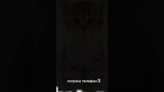 потряси телефон и будет магия!#спрутельник