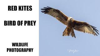 Red Kites: Bird of Prey. Bird & Wildlife Photography