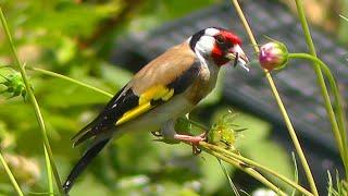 Птицы Щеглы - съёмка на природе видео FullHD Carduelis