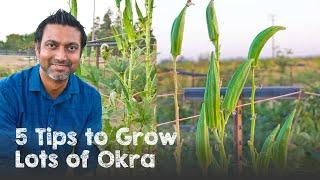 5 Tips to Grow Lots of OKRA | Ladyfinger Bhindi